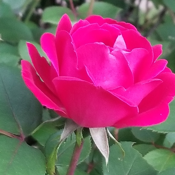 Meet your Posher! - Picture 1 of 1